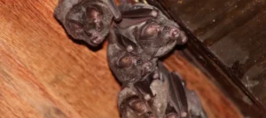 close up of several bats hiding in a houses attic raymond nh