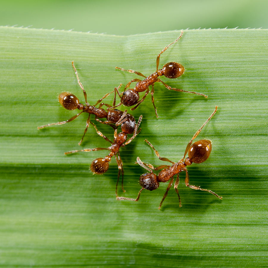 ants over leaf