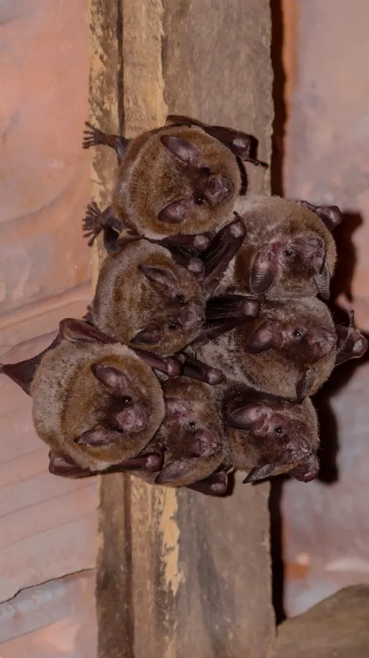 close up of bats hanging from a houses ceiling raymond nh