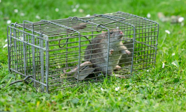 squirrel trapped in a cage Raymond NH