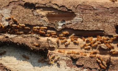 termites nest Raymond NH